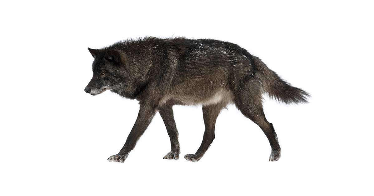 夢占い 狼の夢の意味19選 追いかけられる 噛まれる 助けられるなど状況別に夢診断 ウラソエ
