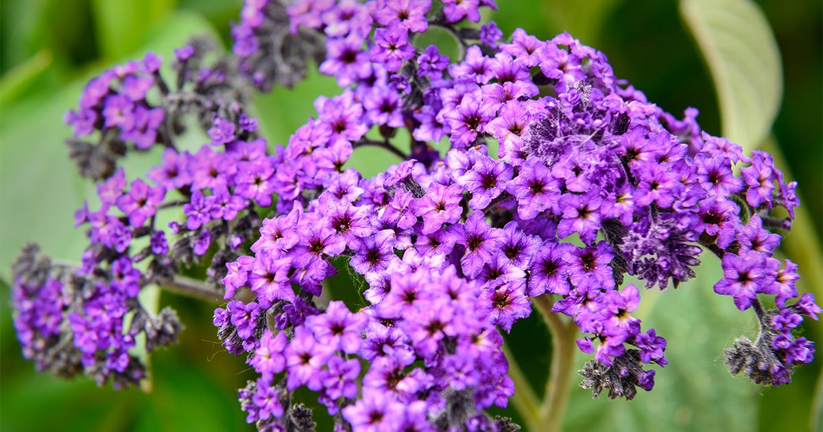 ヘリオトロープの花言葉や由来 色別 白色 紫色 の意味から怖い意味まで丸わかり ウラソエ