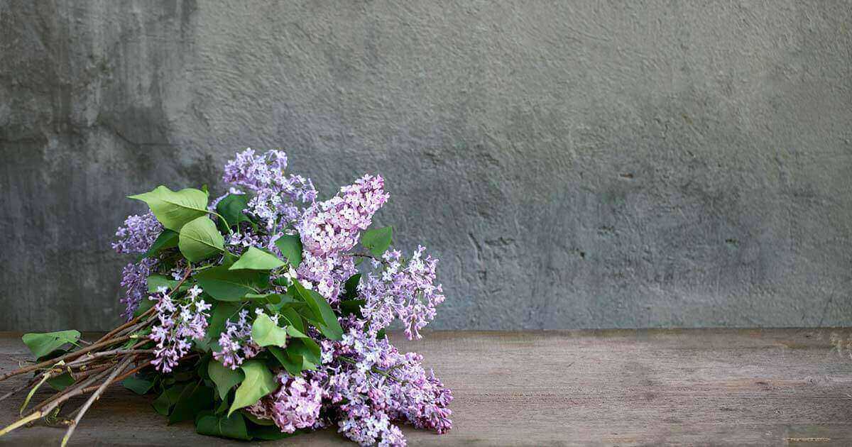 ライラックの花言葉や由来 色別 紫色 ピンク色 青色 の意味から怖い意味まで丸わかり ウラソエ Urasoe