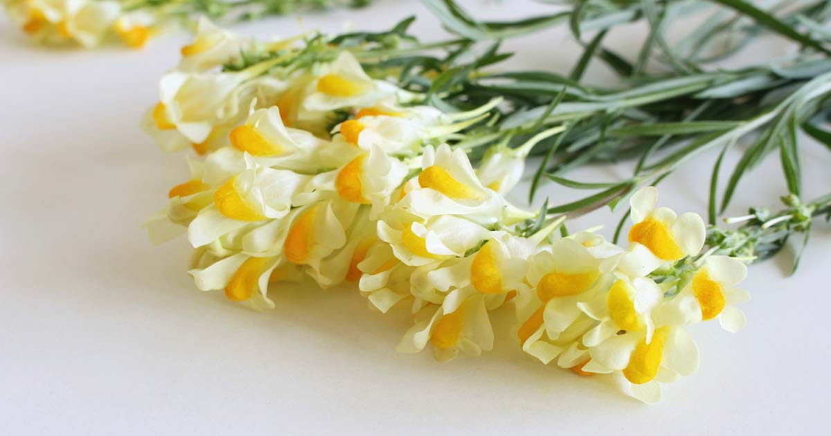 マトリカリアの花言葉や由来 色別 白色 黄色 の意味から怖い意味まで丸わかり ウラソエ