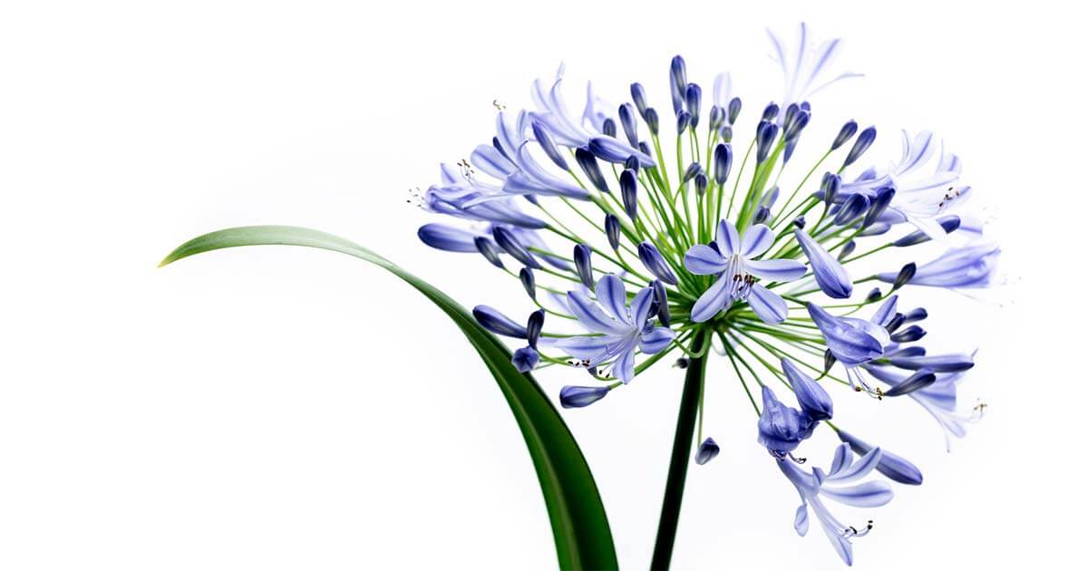 アガパンサスの花言葉や由来 色別 ピンク色 青色 紫色 白色 の意味から怖い意味まで丸わかり ウラソエ