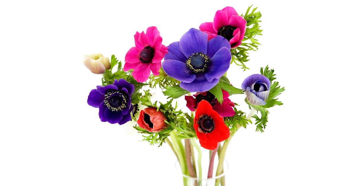 菜の花の花言葉や由来 主な意味5パターンまで丸わかり ウラソエ