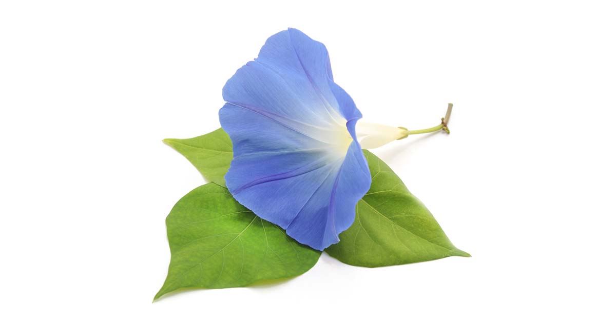 朝顔の花言葉や由来 色別 青色 水色 紫色 の意味から怖い意味まで丸わかり ウラソエ Urasoe