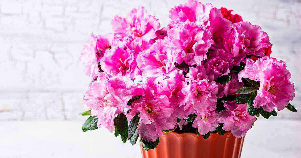 アザレアの花言葉や由来 色別 ピンク色 赤色 紫色 の意味から怖い意味まで丸わかり ウラソエ Urasoe