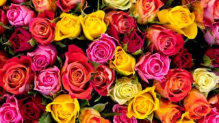 ラズベリーの花言葉や由来 色別 白色 ピンク の意味から怖い意味まで丸わかり ウラソエ ラズベリーの花言葉や由来 色別 白色 ピンク の意味から怖い意味まで丸わかり ウラソエ