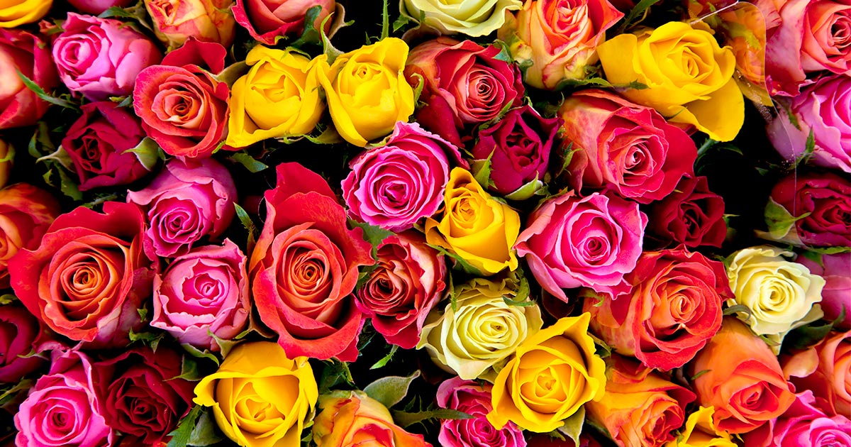 バラ 薔薇 の花言葉や由来 色別 赤色 ピンク色 オレンジ色 本数別 1本 10本 365本 の意味から怖い意味まで丸わかり ウラソエ