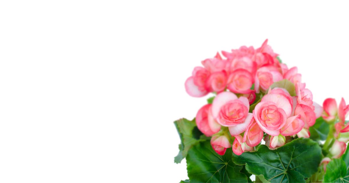 ラズベリーの花言葉や由来 色別 白色 ピンク の意味から怖い意味まで丸わかり ウラソエ