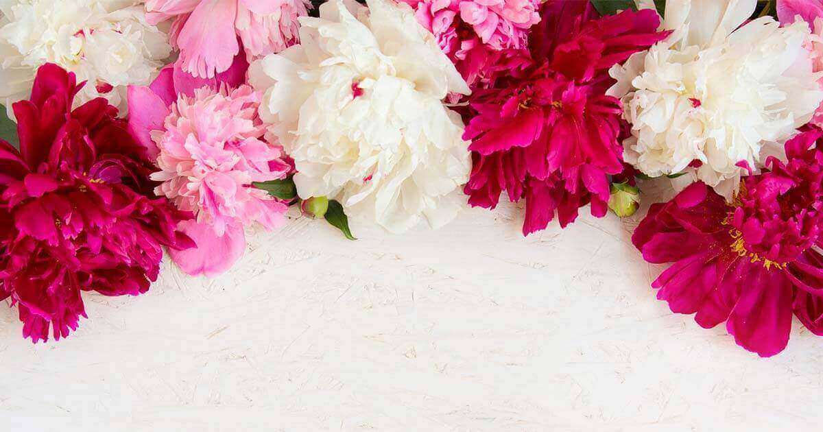 牡丹 ボタン の花言葉や由来 色別 赤色 白色 ピンク色 の意味から怖い意味まで丸わかり ウラソエ