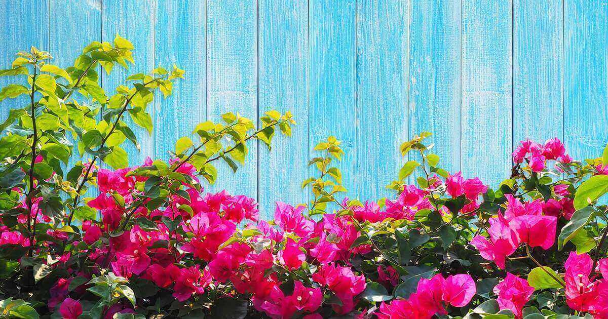 ロベリアの花言葉や由来 色別 赤色 青色 白色 の意味から怖い意味まで丸わかり ウラソエ