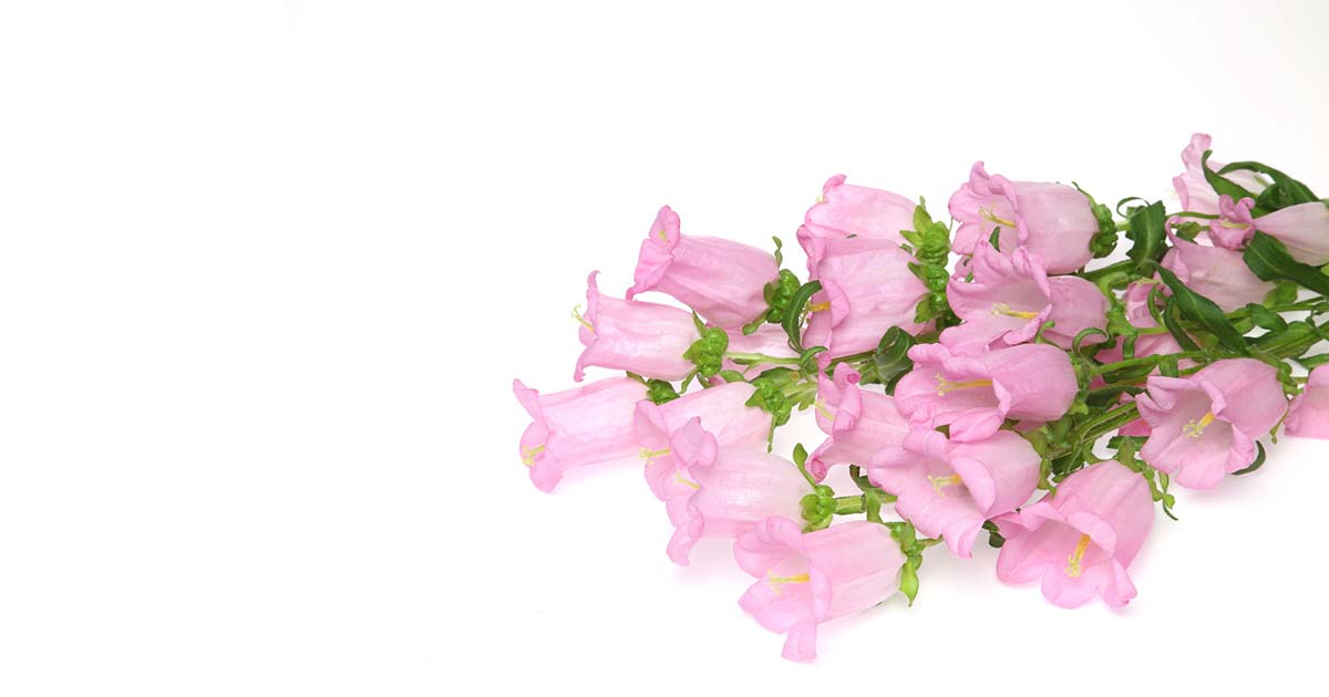 プルメリアの花言葉や由来 色別 白色 黄色 ピンク色 の意味から怖い意味まで丸わかり ウラソエ