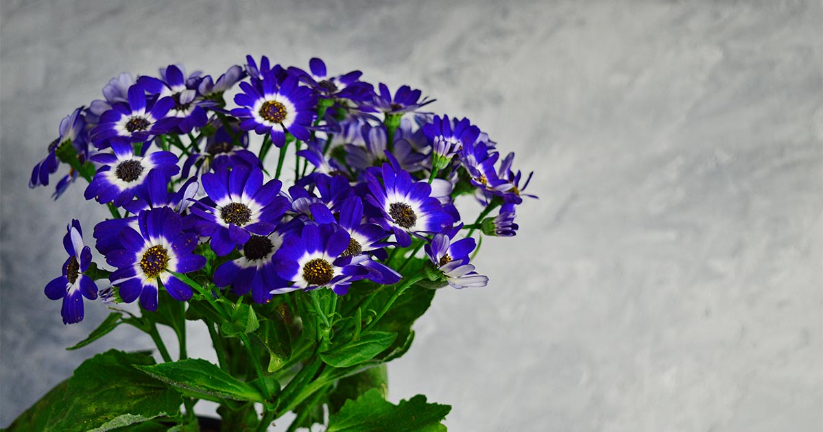 サイネリアの花言葉や由来 色別 白色 紫色 青紫色 青色 の意味から怖い意味まで丸わかり ウラソエ