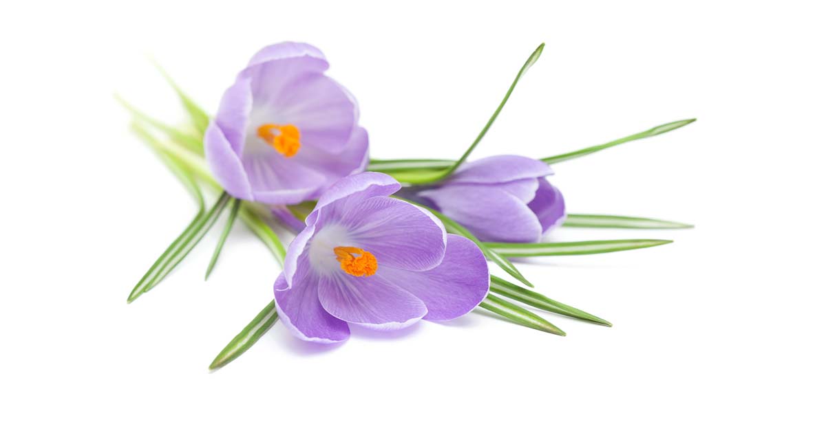 クロッカスの花言葉や由来 色別 紫色 黄色 の意味から怖い意味まで丸わかり ウラソエ