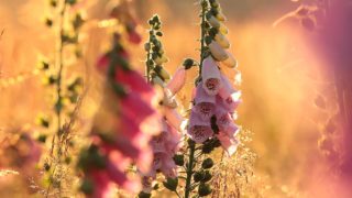 束縛 独占欲を意味する花言葉 ウラソエ