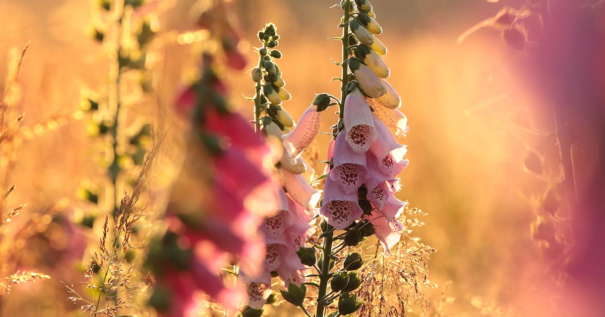 ジギタリスの花言葉や由来 色別 紫色 白色 ピンク の意味から怖い意味まで丸わかり ウラソエ