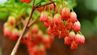 ローダンセの花言葉や由来 色別 赤色 ピンク 白色 の意味から怖い意味まで丸わかり ウラソエ