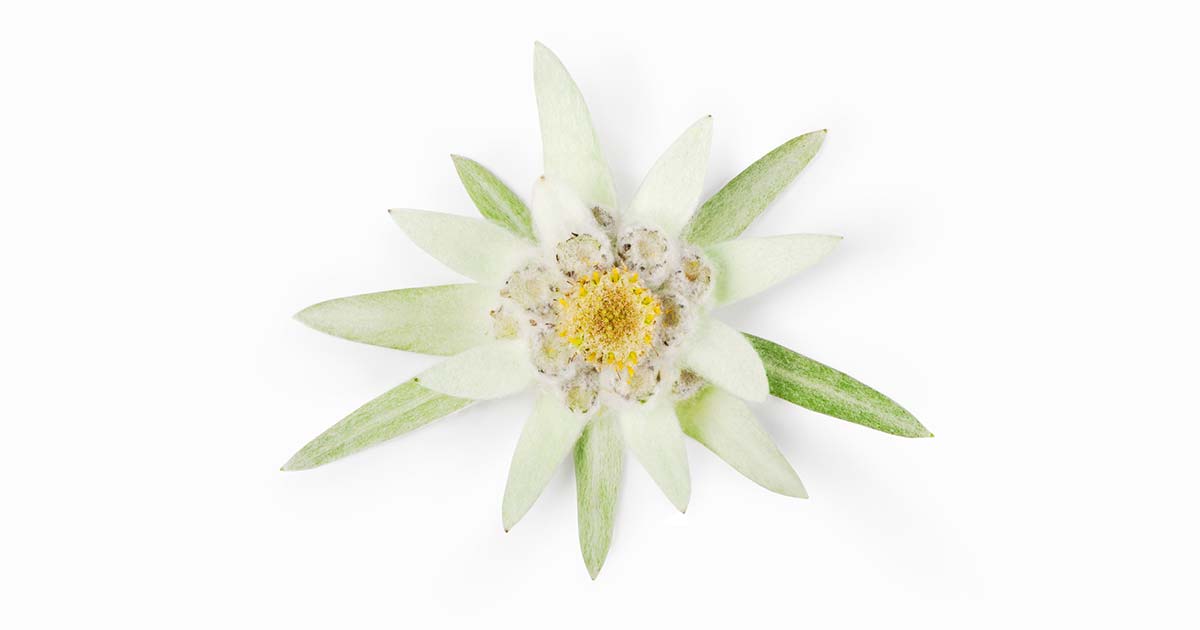 エーデルワイスの花言葉や由来 主な意味5パターンが丸わかり ウラソエ
