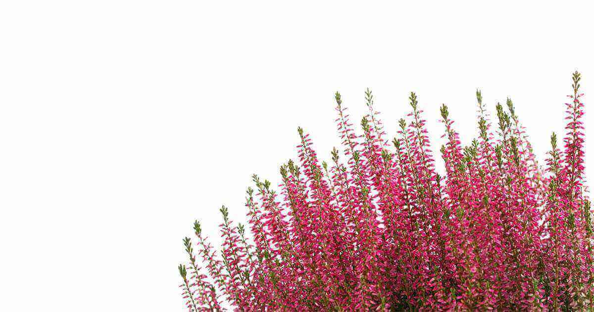 サンザシの花言葉や由来 色別 ピンク色 の意味から怖い意味まで丸わかり ウラソエ