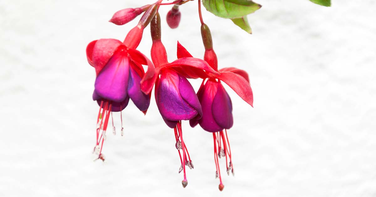 フクシアの花言葉や由来 色別 白色 ピンク色 紫色 赤色 の意味から怖い意味まで丸わかり ウラソエ