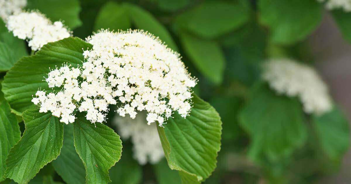 パセリの花言葉や由来 色別 白色 緑色 の意味から怖い意味まで丸わかり ウラソエ Urasoe