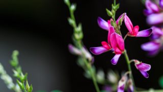 ラベンダーの花言葉や由来 色別 紫色 青色 白色 の意味から怖い意味まで丸わかり ウラソエ