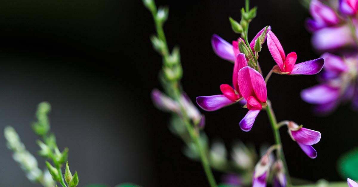 萩の花言葉や由来 色別 白色 ピンク色 紫色 の意味から怖い意味まで丸わかり ウラソエ