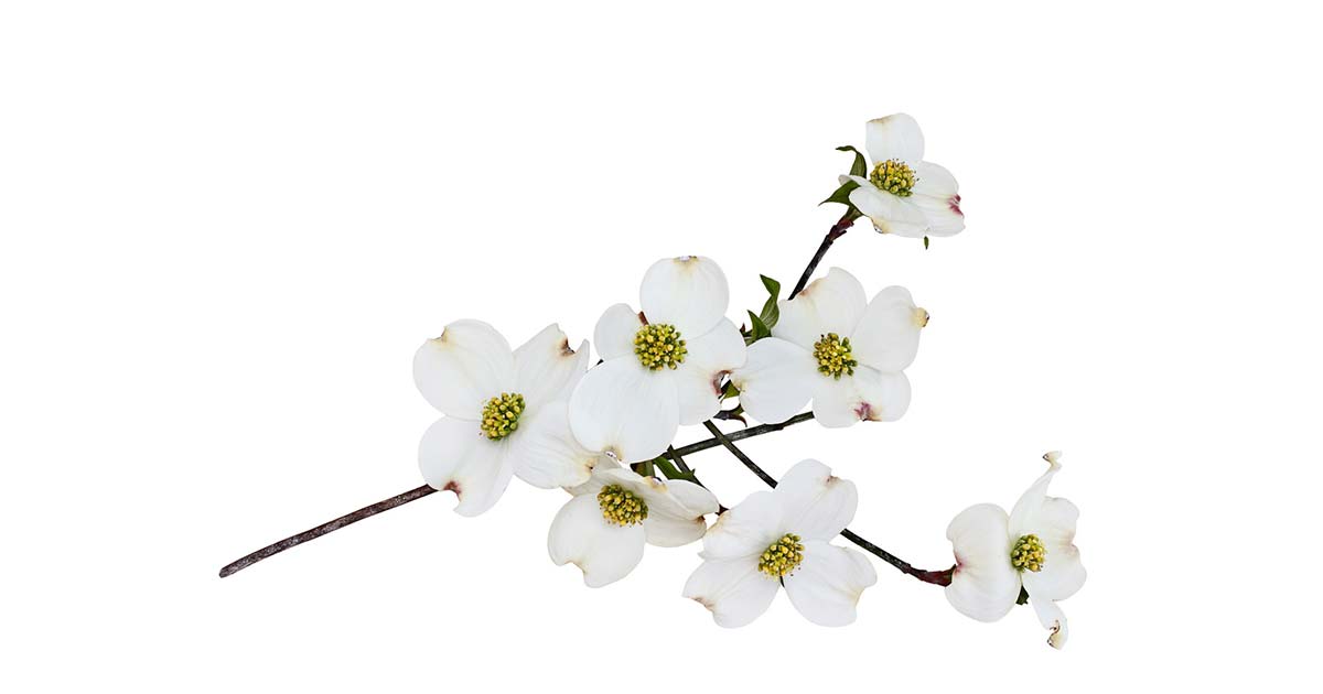 ナズナの花言葉や由来 色別 白色 の意味から怖い意味まで丸わかり ウラソエ
