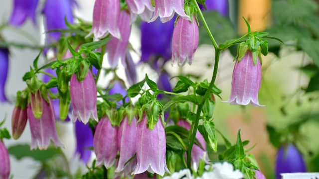 カンパニュラの花言葉や由来 色別 紫色 ピンク色 青色 の意味から怖い意味まで丸わかり ウラソエ