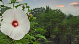 レンゲソウの花言葉や由来 色別 赤色 白色 紅紫色 紫色 の意味から怖い意味まで丸わかり ウラソエ