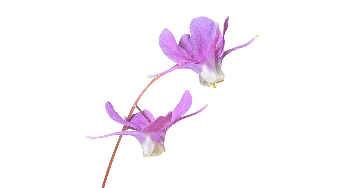 イカリソウの花言葉や由来 色別 白色 ピンク色 赤紫色 黄色 の意味から怖い意味まで丸わかり ウラソエ Urasoe
