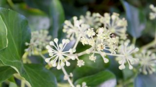 キンギョソウの花言葉や由来 色別 赤色 ピンク 白色 黄色 オレンジ 紫色 の意味から怖い意味まで丸わかり ウラソエ