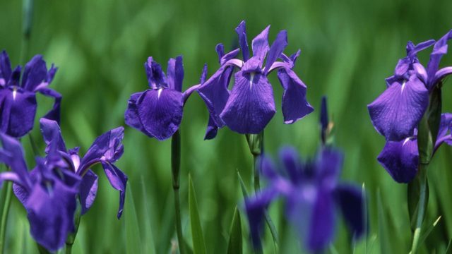 朝顔の花言葉や由来 色別 青色 水色 紫色 の意味から怖い意味まで丸わかり ウラソエ