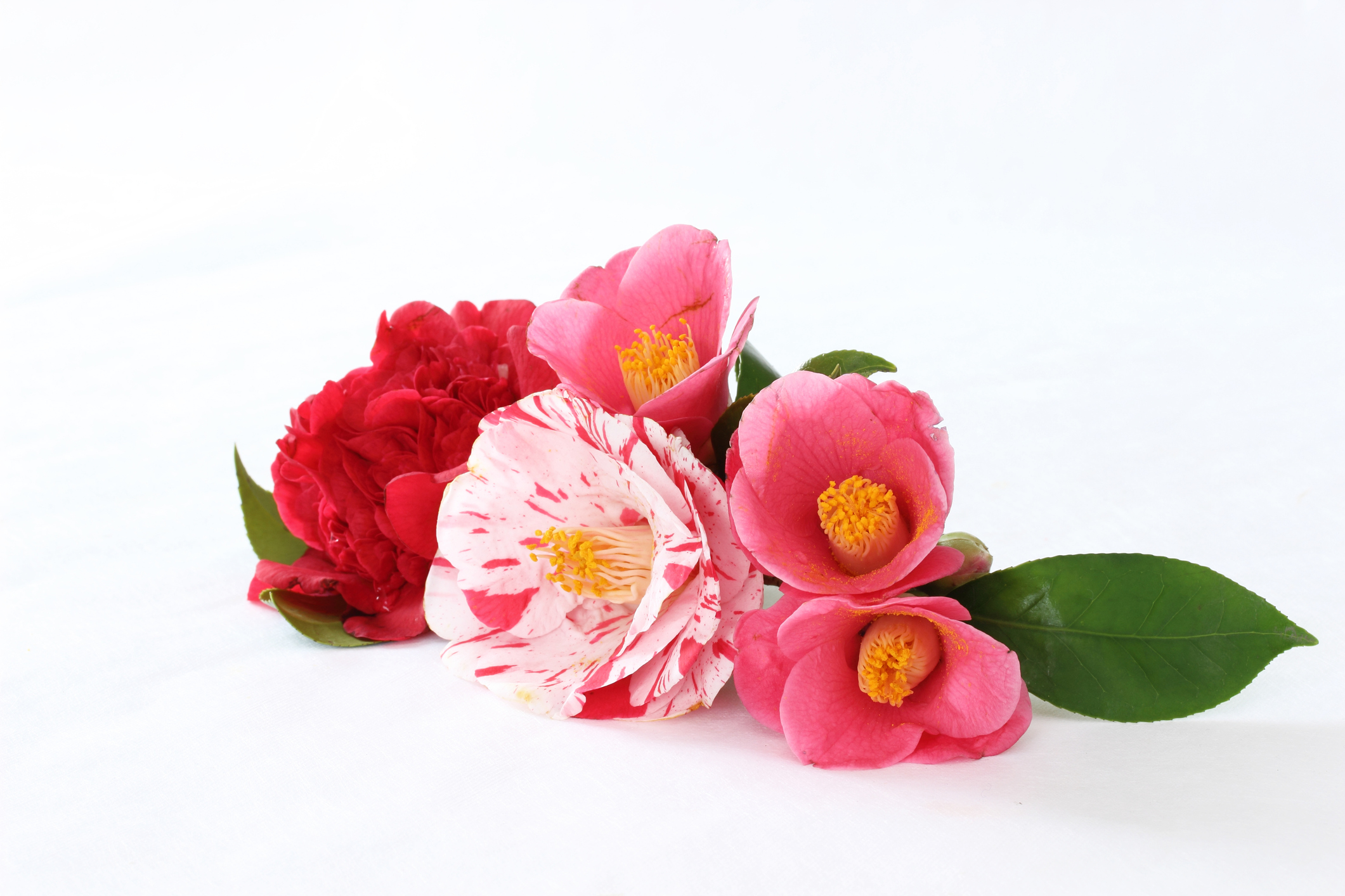 寒椿の花言葉や由来 色別 白色 ピンク色 赤色 の意味から怖い意味まで丸わかり ウラソエ