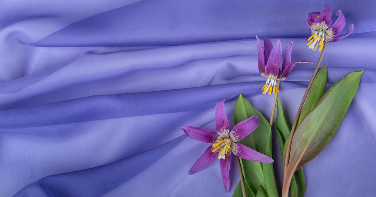 ホタルブクロの花言葉や由来 色別 白色 赤紫色 紫色 の意味から怖い意味まで丸わかり ウラソエ
