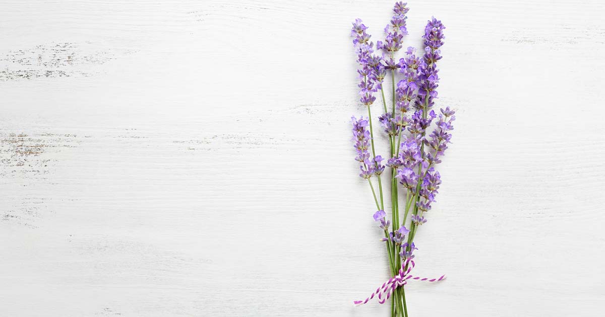 ラベンダーの花言葉や由来 色別 紫色 青色 白色 の意味から怖い意味まで丸わかり ウラソエ Urasoe