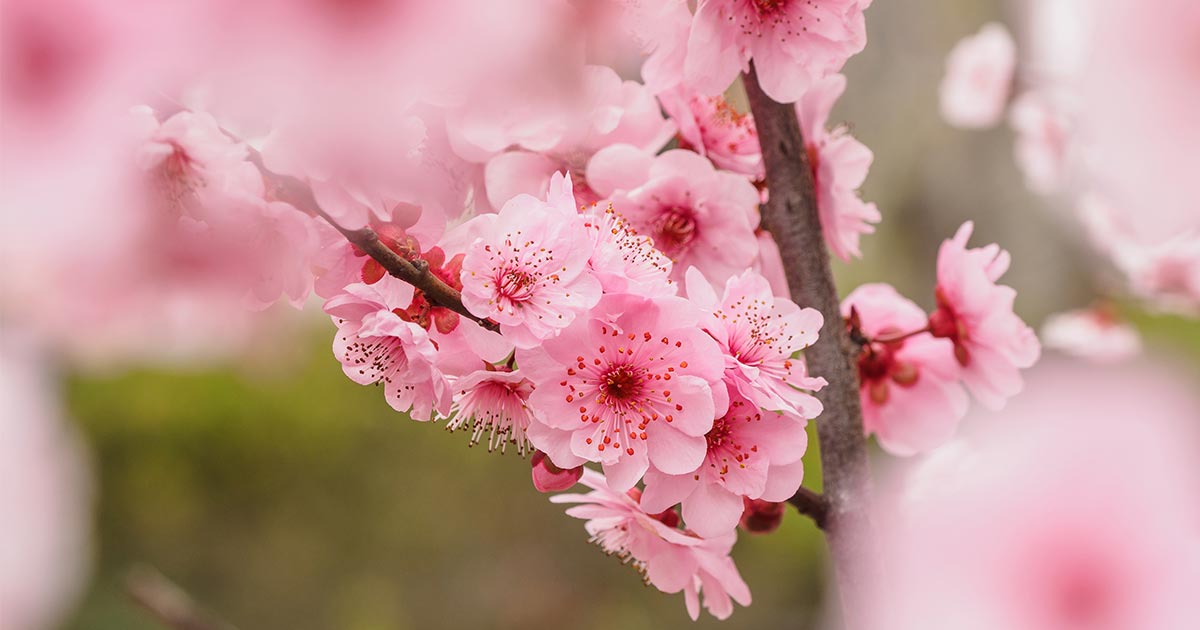 桃の花言葉や由来 主な意味7パターンまで丸わかり ウラソエ