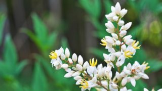 ナズナの花言葉や由来 色別 白色 の意味から怖い意味まで丸わかり ウラソエ Urasoe