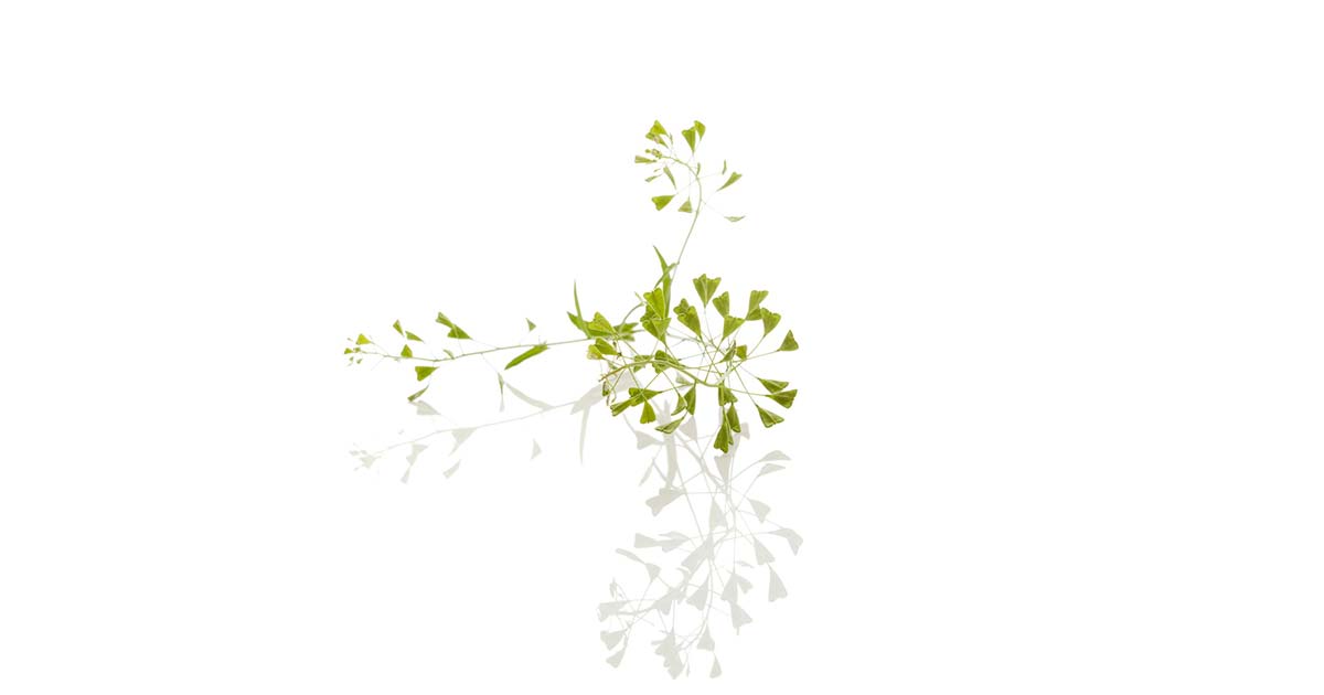 パセリの花言葉や由来 色別 白色 緑色 の意味から怖い意味まで丸わかり ウラソエ