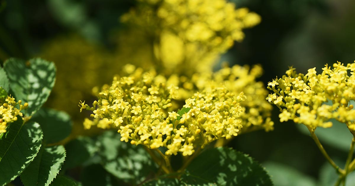 女郎花の花言葉や由来 色別 黄色 の意味から怖い意味まで丸わかり ウラソエ