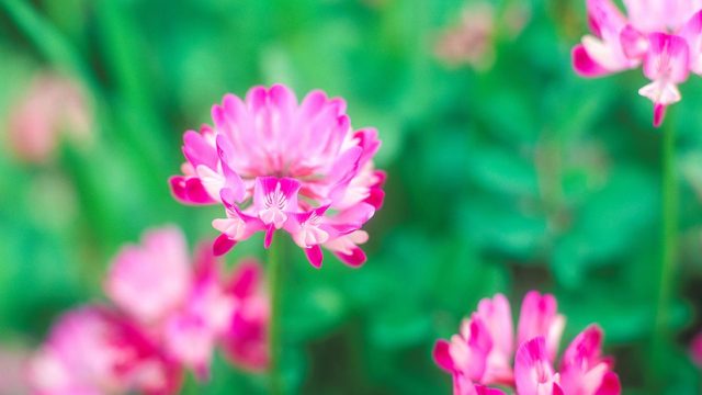 カタクリの花言葉や由来 色別 紫色 ピンク色 白色 の意味から怖い意味まで丸わかり ウラソエ