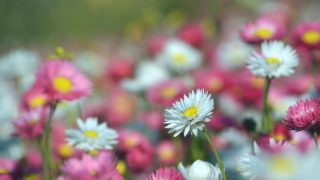 コスモスの花言葉や由来 色別 ピンク色 黒色 オレンジ色 の意味から怖い意味まで丸わかり ウラソエ