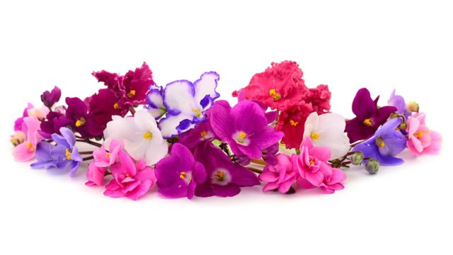 カタクリの花言葉や由来 色別 紫色 ピンク色 白色 の意味から怖い意味まで丸わかり ウラソエ