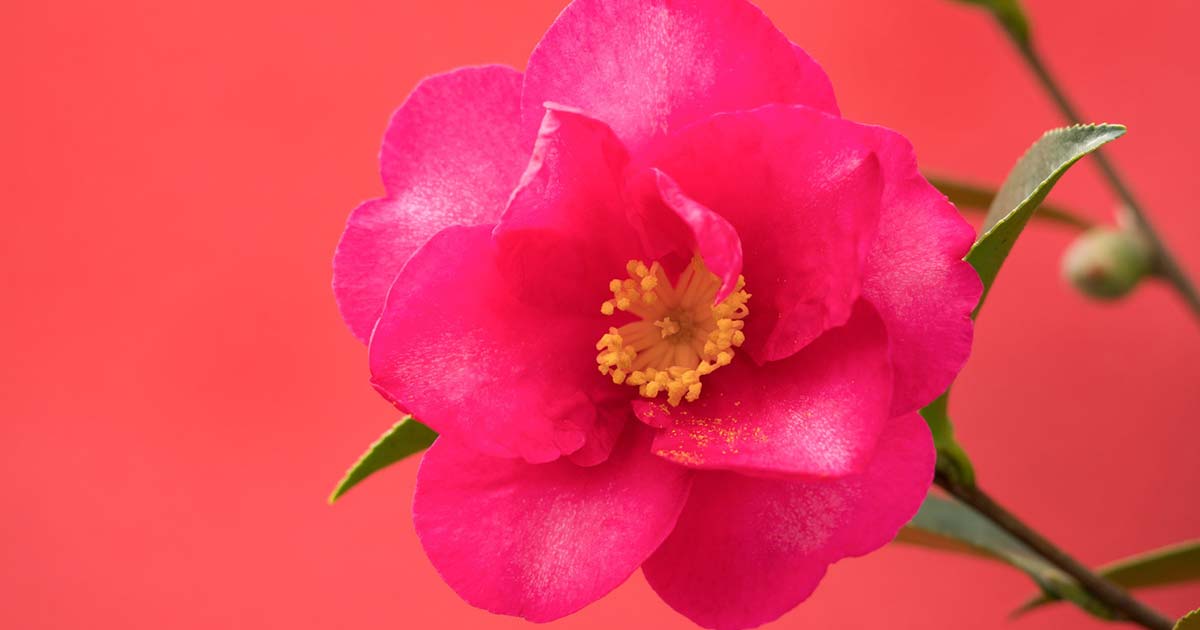 山茶花の花言葉や由来 色別 白色 赤色 ピンク色 の意味から怖い意味まで丸わかり ウラソエ