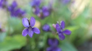 画像をダウンロード カタクリ 花言葉 怖い カタクリ 花言葉 怖い