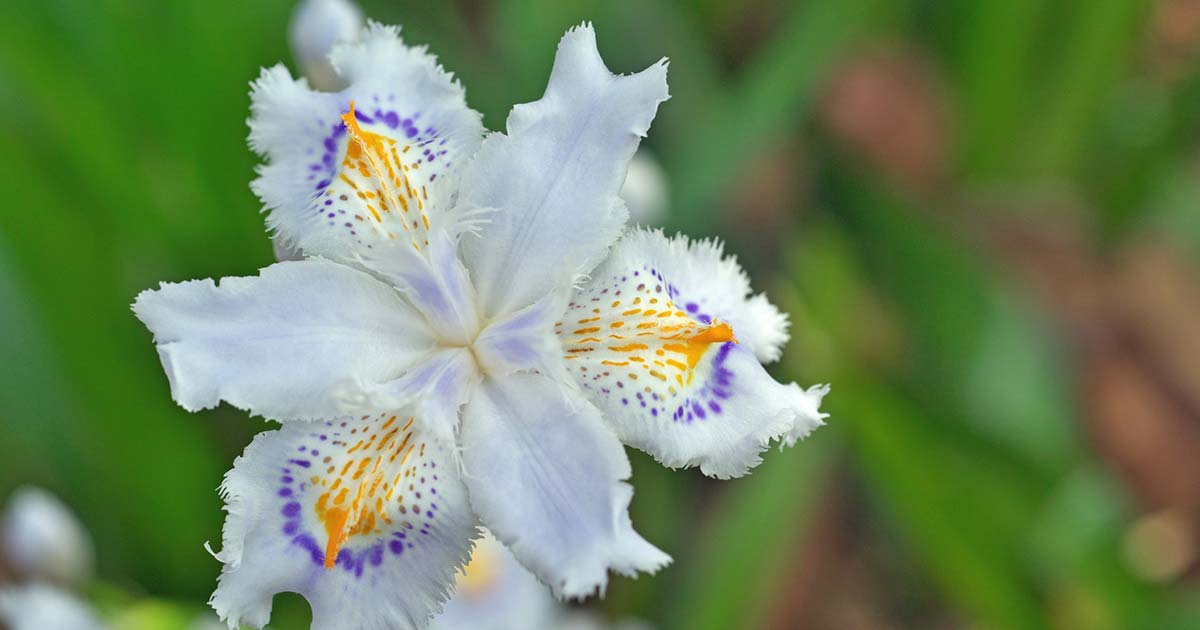 シャガの花言葉や由来 色別 白色 青色 紫色 の意味から怖い意味まで丸わかり ウラソエ Urasoe
