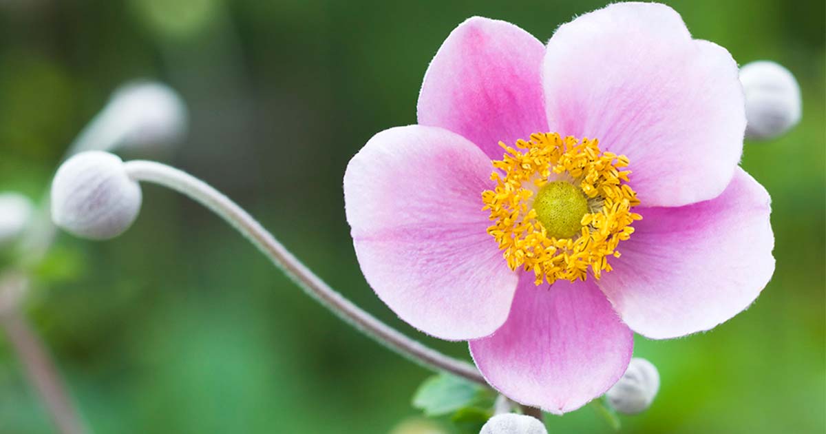 ハルジオンの花言葉や由来 色別 ピンク色 白色 の意味から怖い意味まで丸わかり ウラソエ