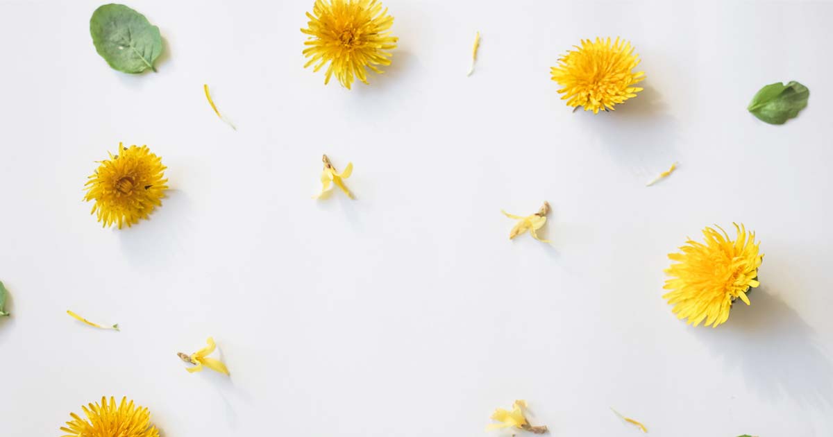 タンポポの花言葉や由来 色別 黄色 白色 の意味から怖い意味まで丸わかり ウラソエ
