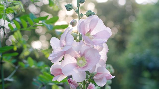 リンドウの花言葉や由来 色別 紫色 白色 の意味から怖い意味まで丸わかり ウラソエ