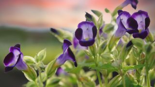 ナズナの花言葉や由来 色別 白色 の意味から怖い意味まで丸わかり ウラソエ Urasoe