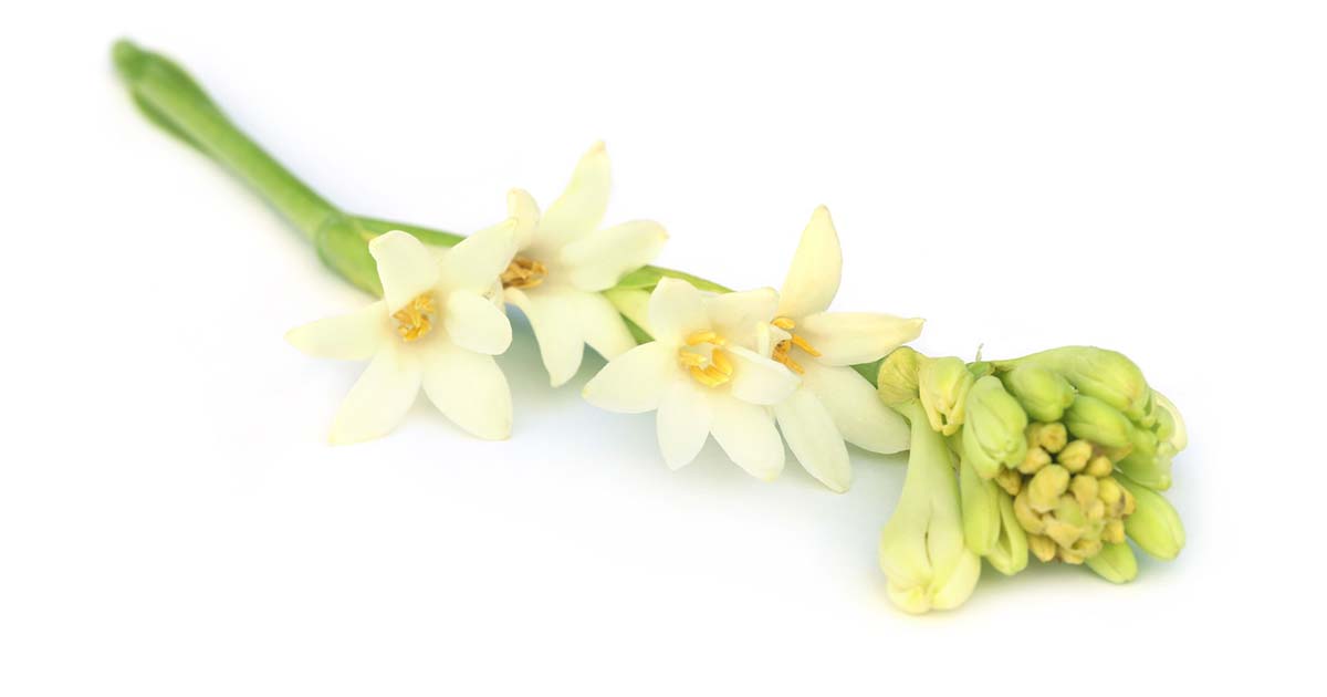 チューベローズの花言葉や由来 色別 白色 の意味から怖い意味まで丸わかり ウラソエ