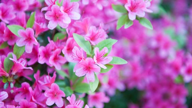 ラズベリーの花言葉や由来 色別 白色 ピンク の意味から怖い意味まで丸わかり ウラソエ